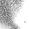 Wilco: Sky Blue Sky ( Vinyl )