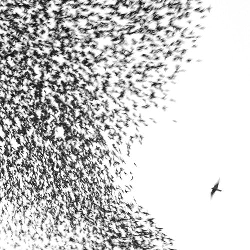 Wilco: Sky Blue Sky ( Vinyl )