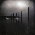 Om: Conference of the Birds ( Vinyl )