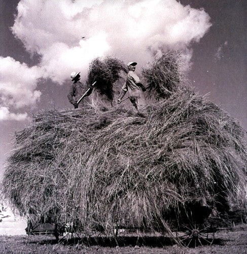 William Elliott Whitmore: Field Songs ( Vinyl )