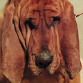 Segall, Ty: Goodbye Bread ( Vinyl )