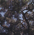 Charles Manson: Trees ( Vinyl )