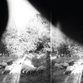 Godspeed You! Black Emperor: Asunder Sweet & Other Distress ( Vinyl )