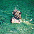 Joyce Manor: Cody ( Vinyl )