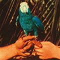 Andrew Bird: Are You Serious ( Vinyl )