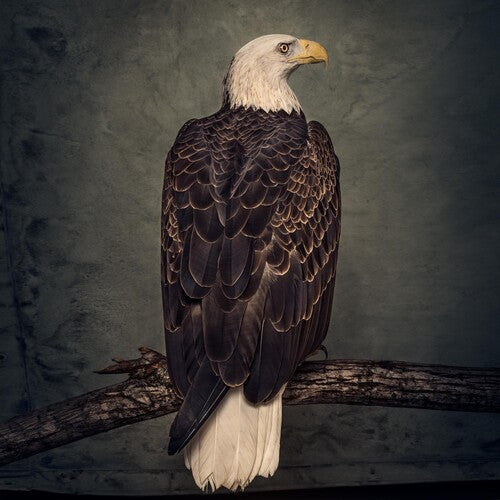 Clutch: Book Of Bad Decisions ( Vinyl )