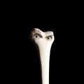 Juana Molina: Halo ( Vinyl )