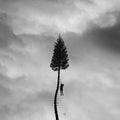 Manchester Orchestra: A Black Mile To The Surface ( Vinyl )