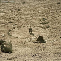 Ben Howard: Noonday Dream ( Vinyl )