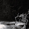 Flower Liar: Geiger Counter ( Vinyl )