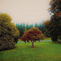 The Bats: Foothills ( Vinyl )