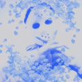 Yung Lean: Frost God ( Vinyl )