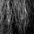Eraldo Bernocchi: Nocturnal Rainforest ( Vinyl )
