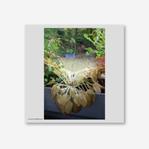 Hyukoh: Through Love ( Vinyl )